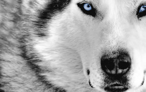 Blue-eyed wolf