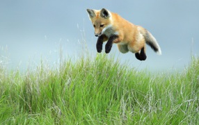 Fox hunts mice