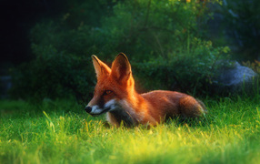 Рыжая лиса в траве