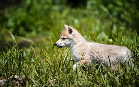 Wolf cub on hunting