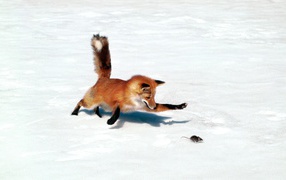 	 Fox hunts on a mouse