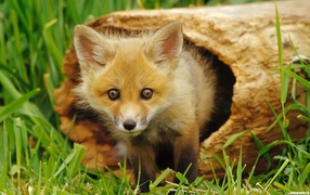 	 Fox looks out from a hole