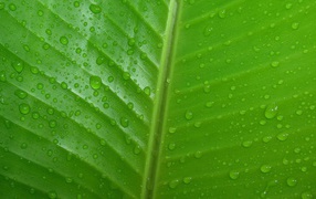 Фон зеленый лист