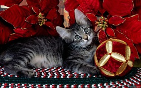 Gray kitten on Christmas