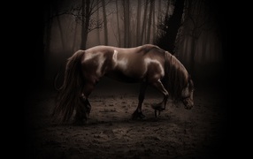 Старая лошадь