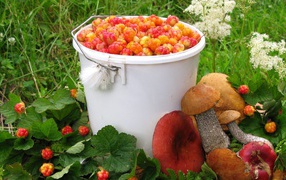 The harvest of berries and mushrooms