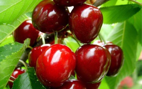 	 Fruits ripe cherry