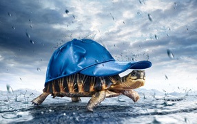 Turtle cap in the rain