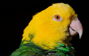 Two-color parrot