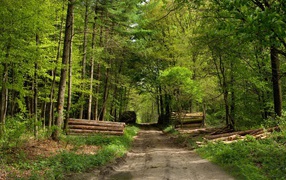 The road through the green wood