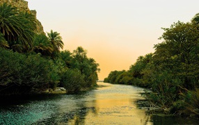 River and palm trees