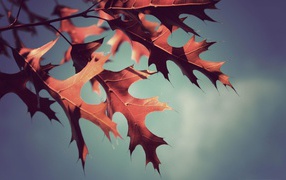 Листья дуба