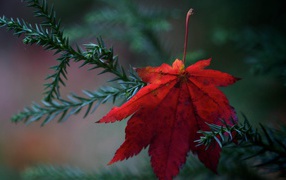 Red leaf on a fir-tree