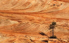 Одинокая сосна в пустыне
