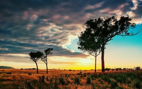Trees in the African savanna