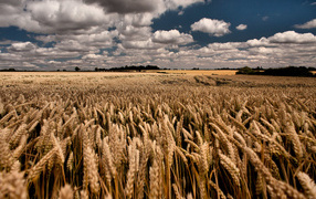 Cloudy sky over the wheat field