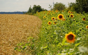 Sunflower and wheat