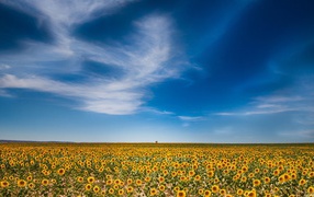 Огромное поле подсолнухов
