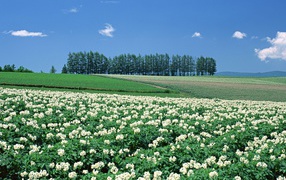 Японские цветущие поля