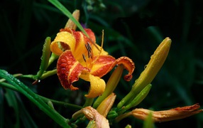 Красивый цветок с каплями росы