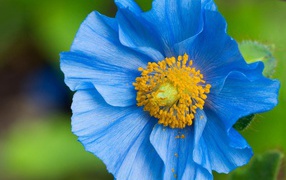 Blue flower with pollen