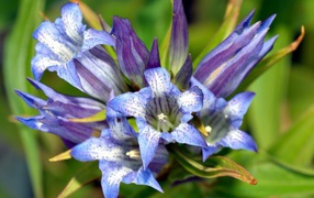 Синие цветы в крапинку