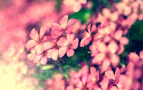 Bush of pink flowers