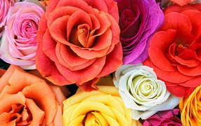 Разноцветные розы