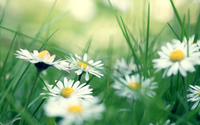Daisies in the green grass