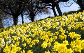 Поле белых и желтых цветов