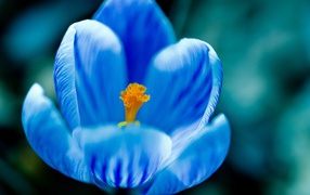 Цветок с голубыми лепестками