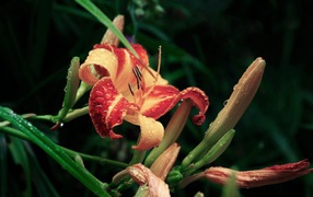 Цветок с росой на лепестках