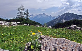 Цветы на камнях