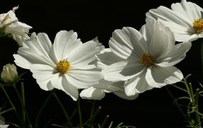 Цветы растения белые