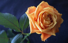 Нежная оранжевая роза