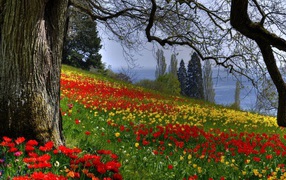 Landscape with tulips