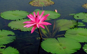 Pink Lotus on the water