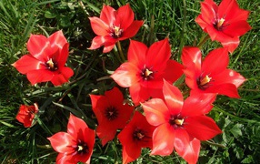Красные блестящие цветы