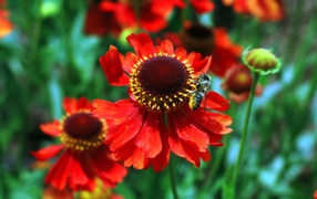 Red flowers and bee
