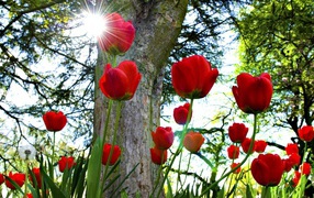 Red tulips under the sun