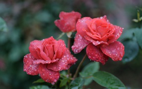 Rose in the morning dew