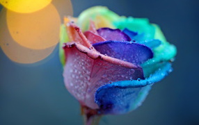 Роза с разноцветными лепестками