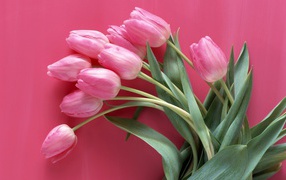 Тюльпаны на розовом фоне