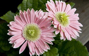 Два больших розовых цветка