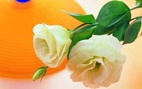 Two white roses