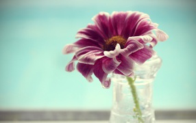 Фиолетово белый цветок в вазе