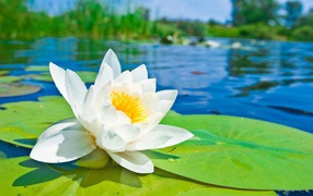 White Lotus on the lake