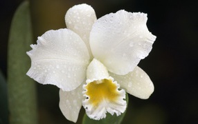 Белая орхидея с капельками воды