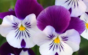 Бело сиреневые цветы