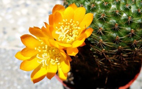 Yellow flower of the cactus